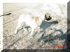 Great Dane Puppies , Great Danes for Sale , Great Dane Breeders